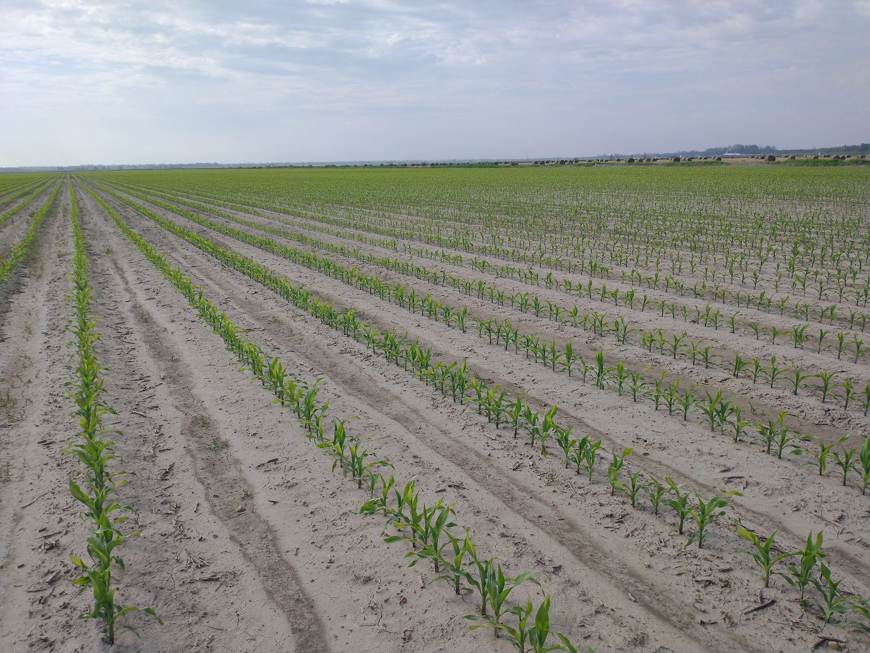 Managing Nitrogen for Corn and Soybean Crops